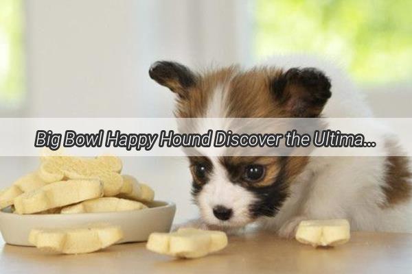 Big Bowl Happy Hound Discover the Ultimate Drinking Solution for Your Pooch